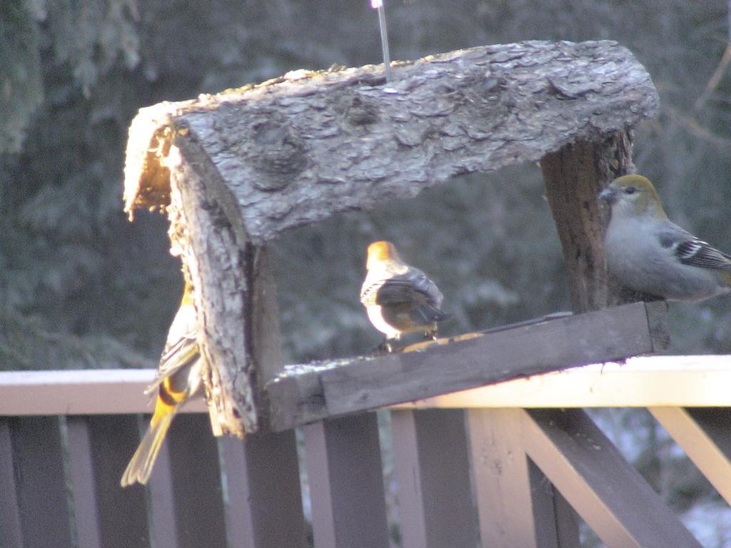 Redwood Meadows Bed And BreakfastBragg Creek エクステリア 写真